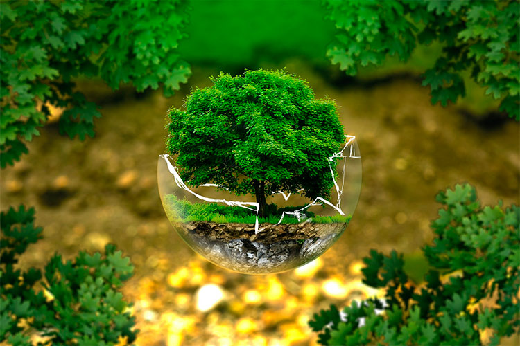 Un árbol plantado dentro de una bola de plástico rota, representando la mala situación actual del medioambiente y el papel fundamental del veganismo. 