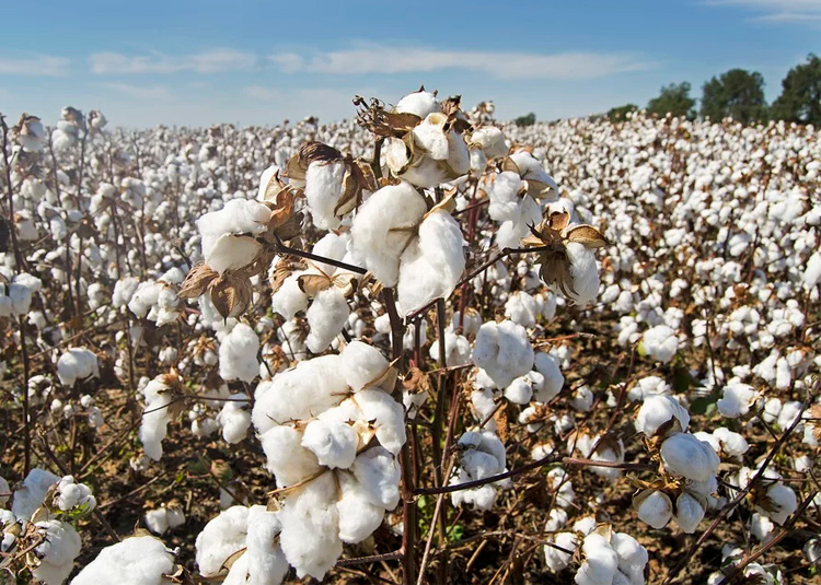 Campo de algodón representando el algodón orgánico que utilizan algunas marcas de moda fast fashion para ser más sostenibles